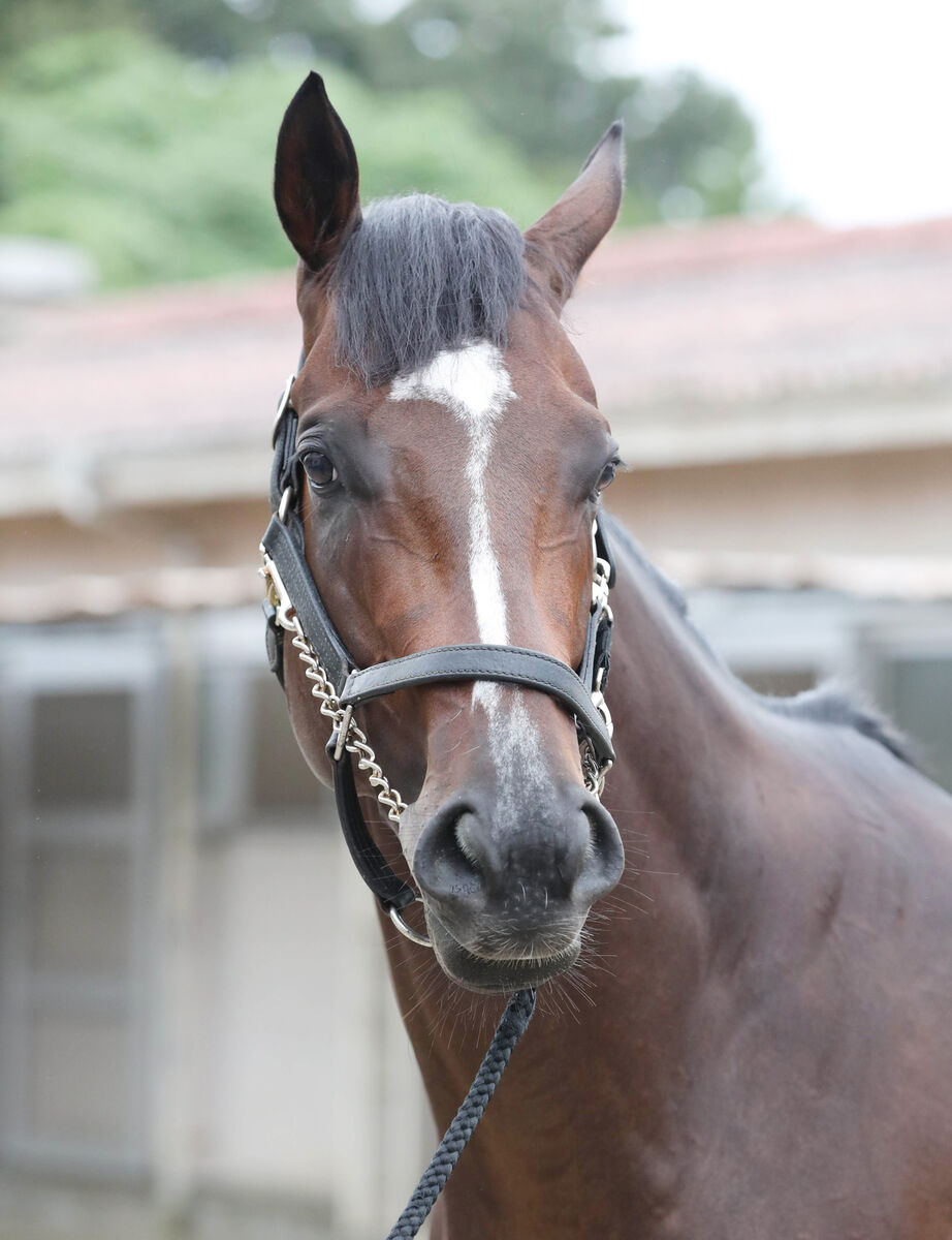 【毎日王冠】伝統のＧ２は飛躍が期待される３歳馬が３・６倍で１番人気　前日最終オッズ