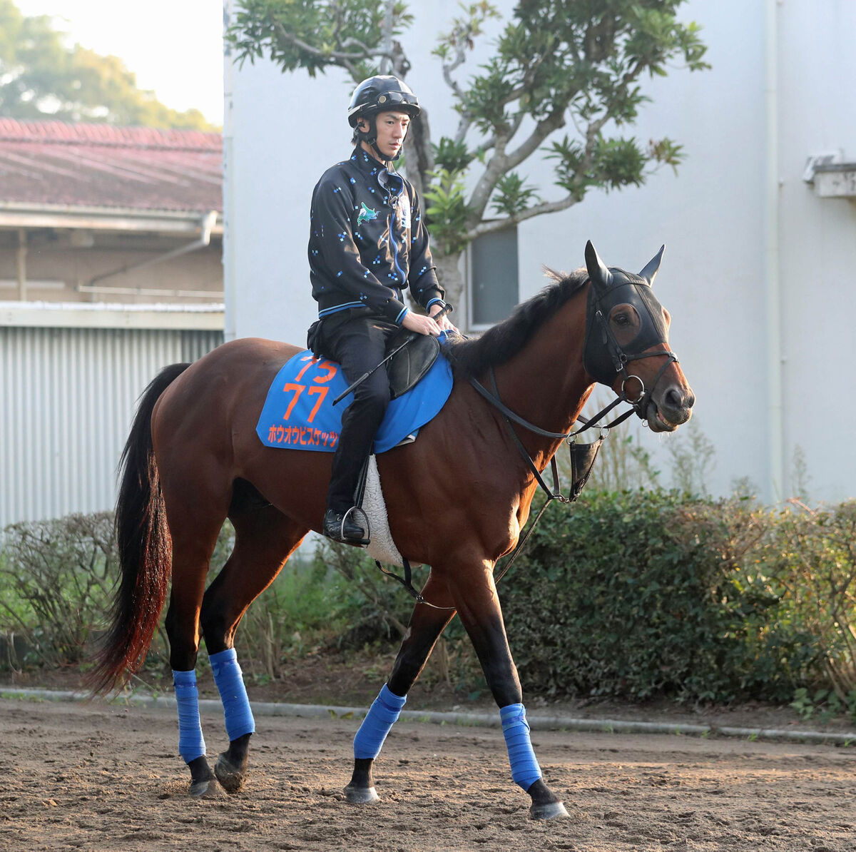 日曜メインレースの注目激走馬…東京１１Ｒ毎日王冠・Ｇ２