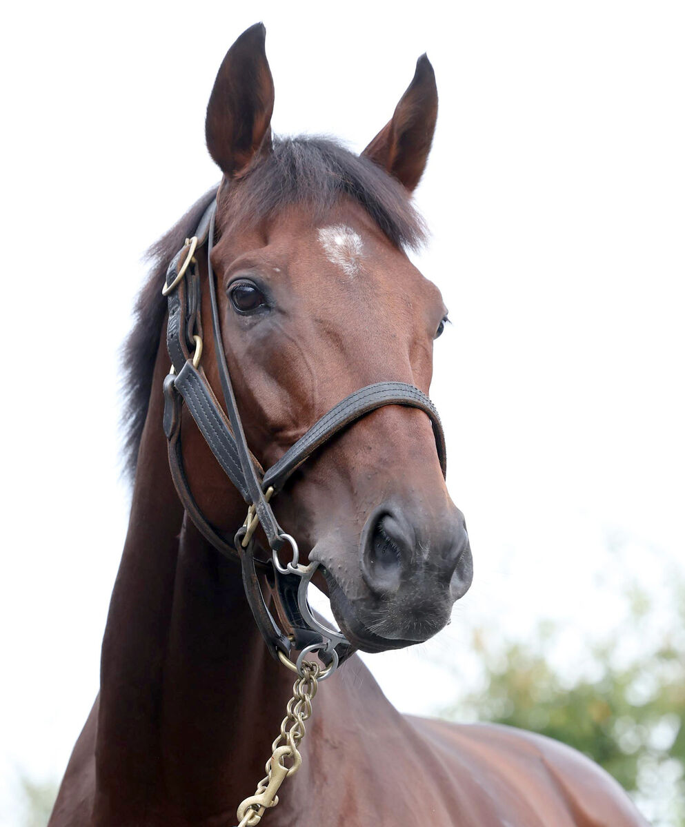 【京都大賞典】唯一のＧ１馬は秋初戦でまさかの凡走　宝塚記念制覇ブローザホーンはしんがり１１着　