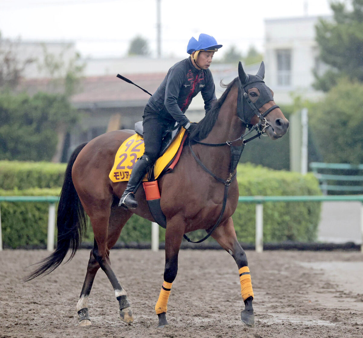 【府中牝馬Ｓ・山下の特注馬】条件が好転するモリアーナに一発警報　５５キロと岩田康誠騎手は魅力