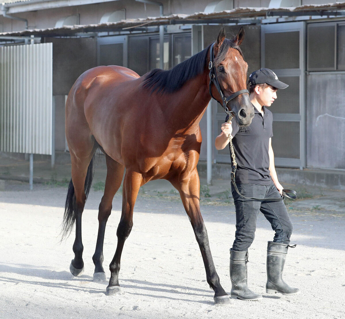 【秋華賞】ミアネーロは輸送対策で１週前に栗東入り　林調教師「前走は成長した分の競馬ができた」