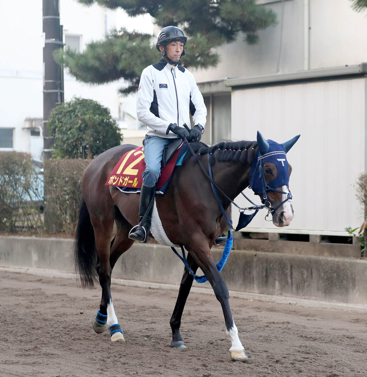 【秋華賞】差しが決まりやすいレースでボンドガールの末脚がさく裂する　手塚調教師「前走はよく差してきた」