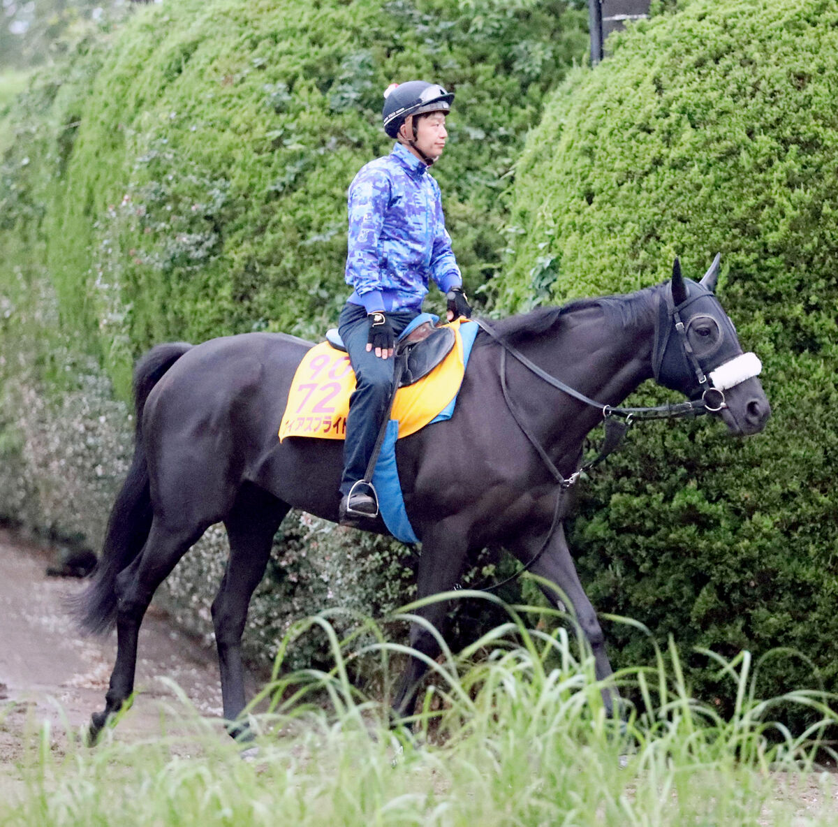 【府中牝馬Ｓ】ヴィクトリアマイル２着馬が、レース史上初の６歳Ｖ狙う！国枝調教師「力を出せる状態にはあるよ」