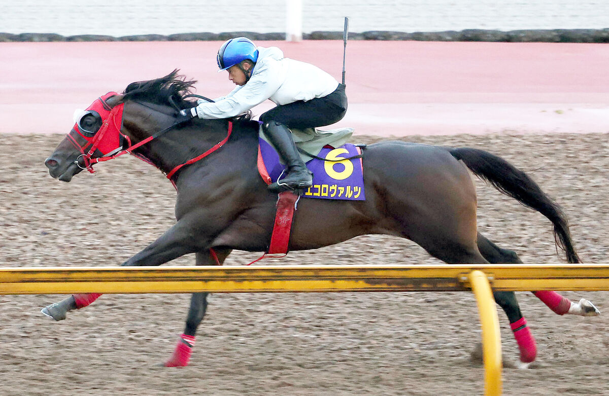 【菊花賞】エコロヴァルツが１週前追い切りで力強い伸び脚　牧浦調教師「気が入って一段上がった」