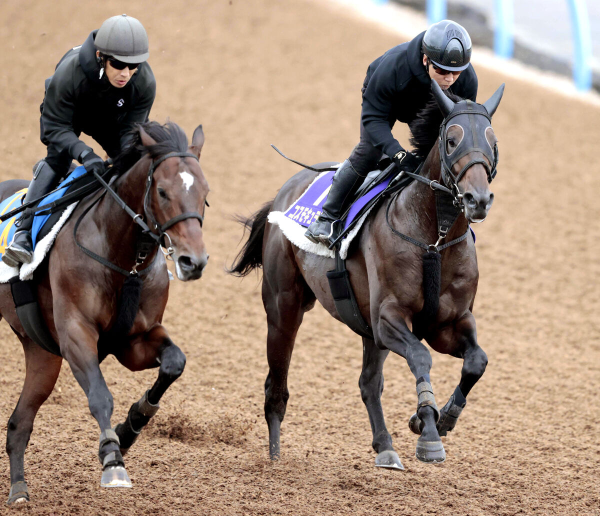 【菊花賞】コスモキュランダはペッパーミル相手に先着　加藤士津八調教師「動きは問題ない」