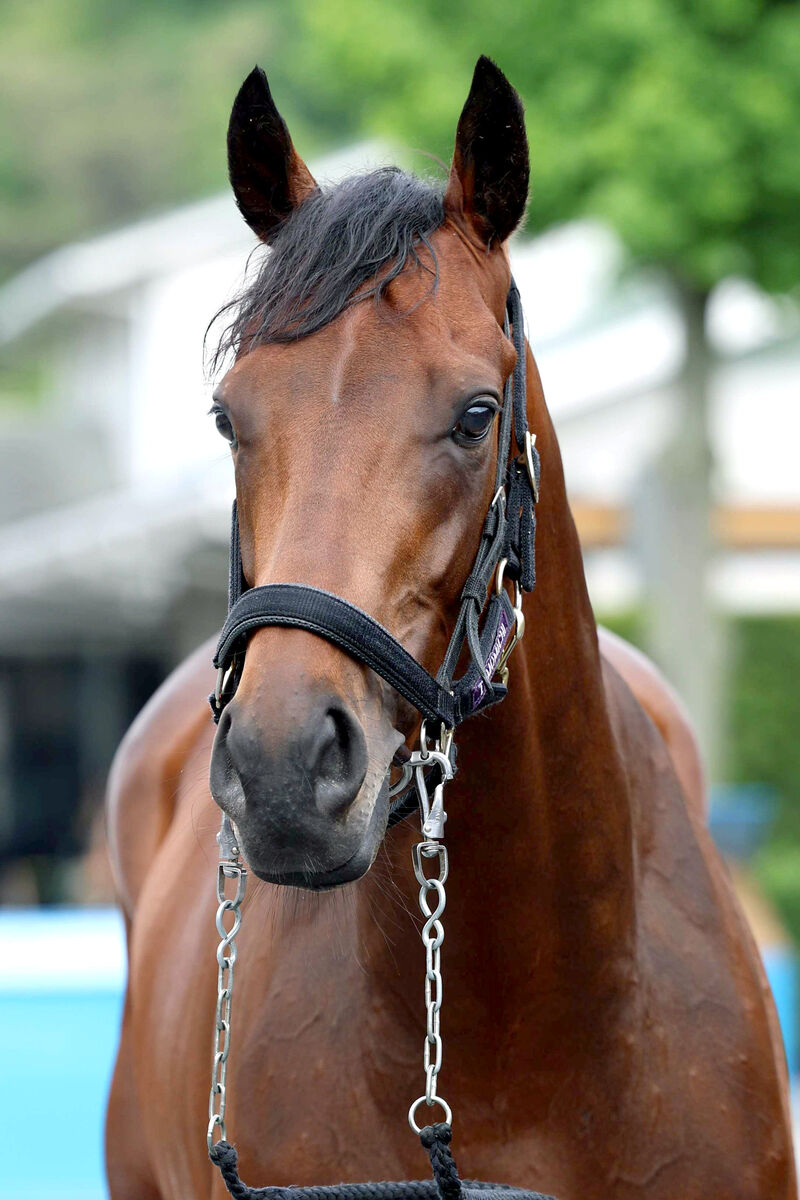 【注目馬動向】皐月賞馬ジャスティンミラノが右前浅屈腱炎　天皇賞・秋は回避　全治９か月以上