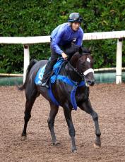 土曜メインレースの注目激走馬…京都１１Ｒ大阪スポーツ杯