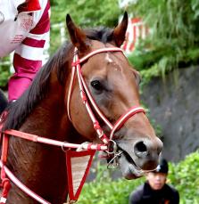 シティオブトロイが引退発表　ラストランのＢＣクラシックでフォーエバーヤングなど日本勢と激突