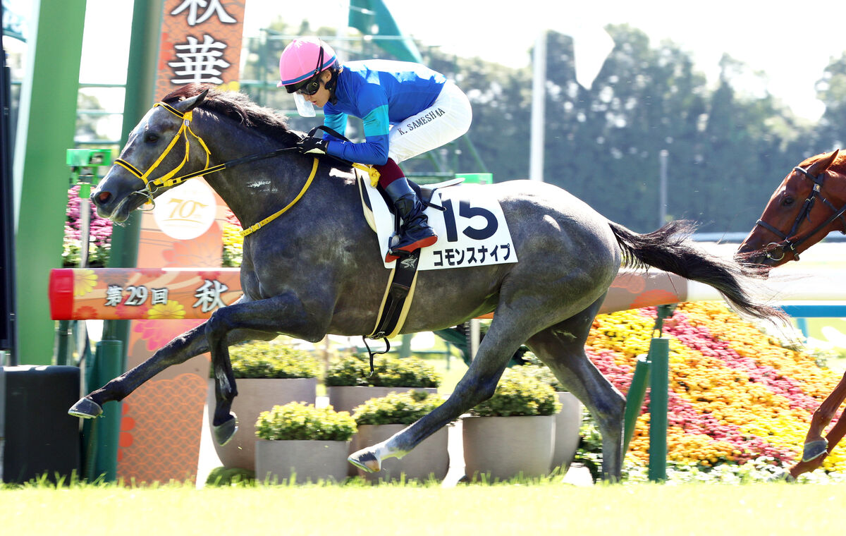 【京都４Ｒ・２歳新馬】３番人気コモンスナイプが２番手から抜け出す　鮫島克駿騎手「距離が延びても大丈夫そう」