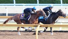 【菊花賞】ビザンチンドリームが坂路で力強い動き　坂口調教師「体幹がしっかりして体の張りが良くなった」