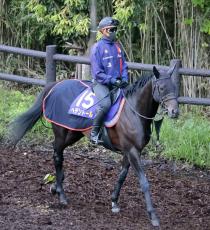 【菊花賞・松末の特注馬】“出世レース”を完勝したへデントールの素質は見逃せない