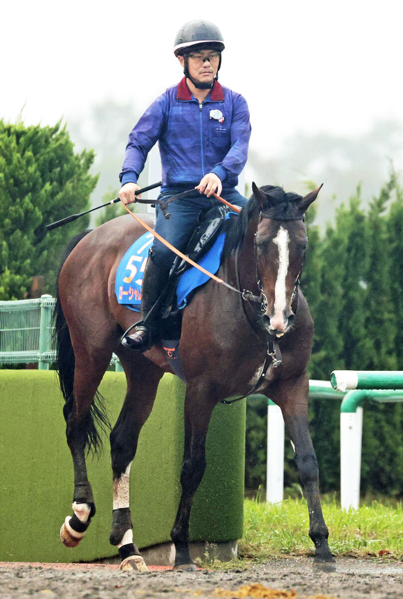 【注目馬動向】ローシャムパークがルメール騎手とのコンビでブリーダーズＣターフへ参戦