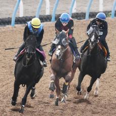 【菊花賞】障害の名手がセントライト記念優勝馬を絶妙の仕上げ「Ｇ１へ向けていい負荷をかけられた」