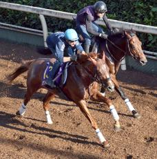 【菊花賞】ビザンチンドリームがシュタルケ騎手と初コンタクト　坂口調教師「コンディションはいい」