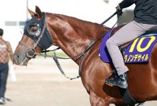 【菊花賞】ダービー馬のダノンデサイルは２枠４番　メイショウタバルは５枠１０番　枠順決定