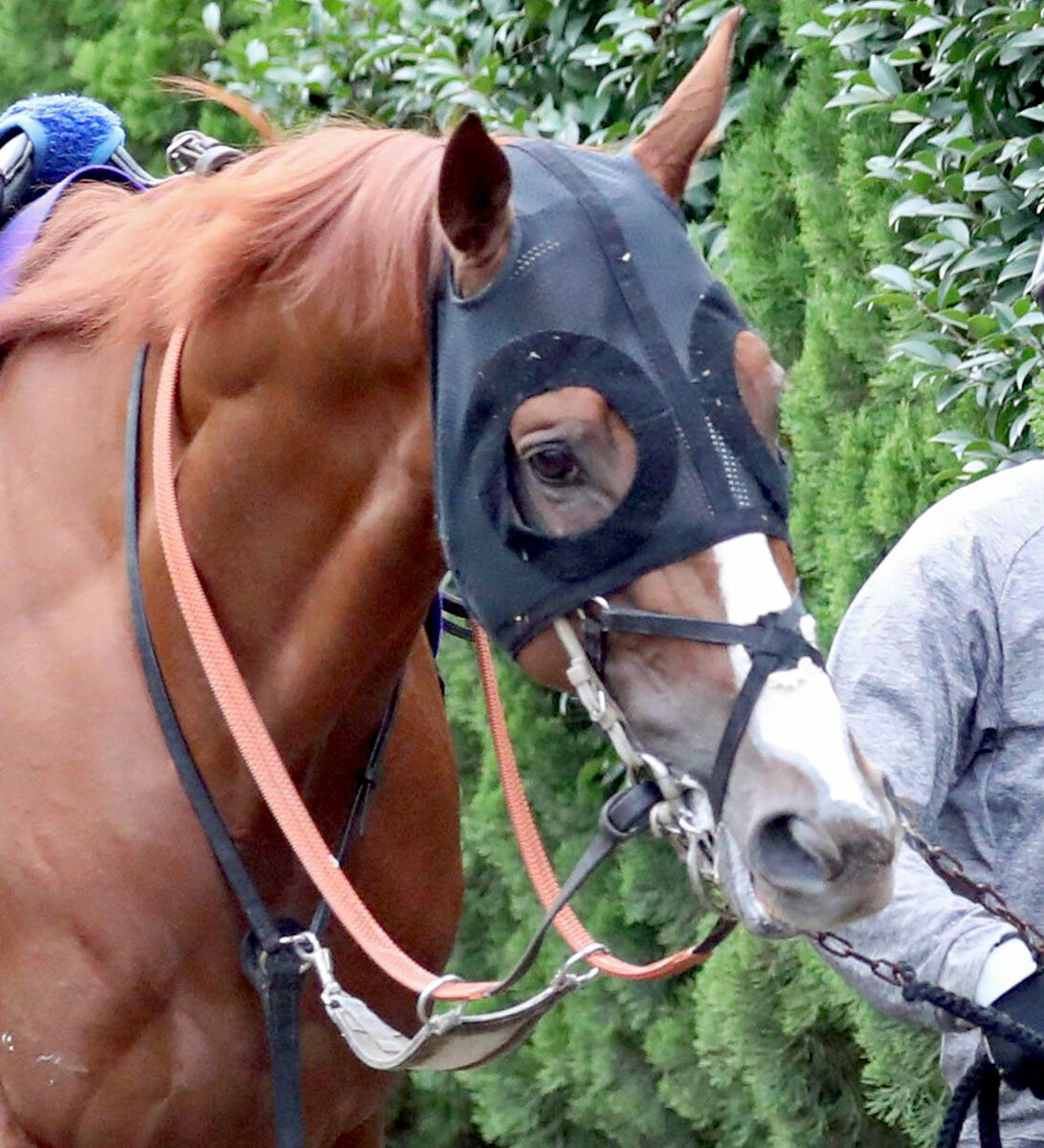 【菊花賞】好調ルメール騎手が騎乗のアーバンシックは７枠１３番　武井調教師「ジョッキーを信じています」