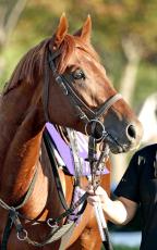 【菊花賞】ダービー馬は勝率、連対率ともにトップの絶好「２冠枠」ゲット　鞍上・横山典弘騎手は９８年にＶ