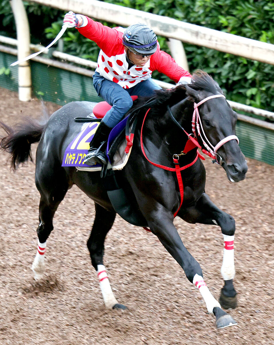 【菊花賞】ハヤテノフクノスケが青森産馬４８年ぶり制覇へ　ワールドファーム・村上薫さん「青森の馬産が再び盛り上がれば」