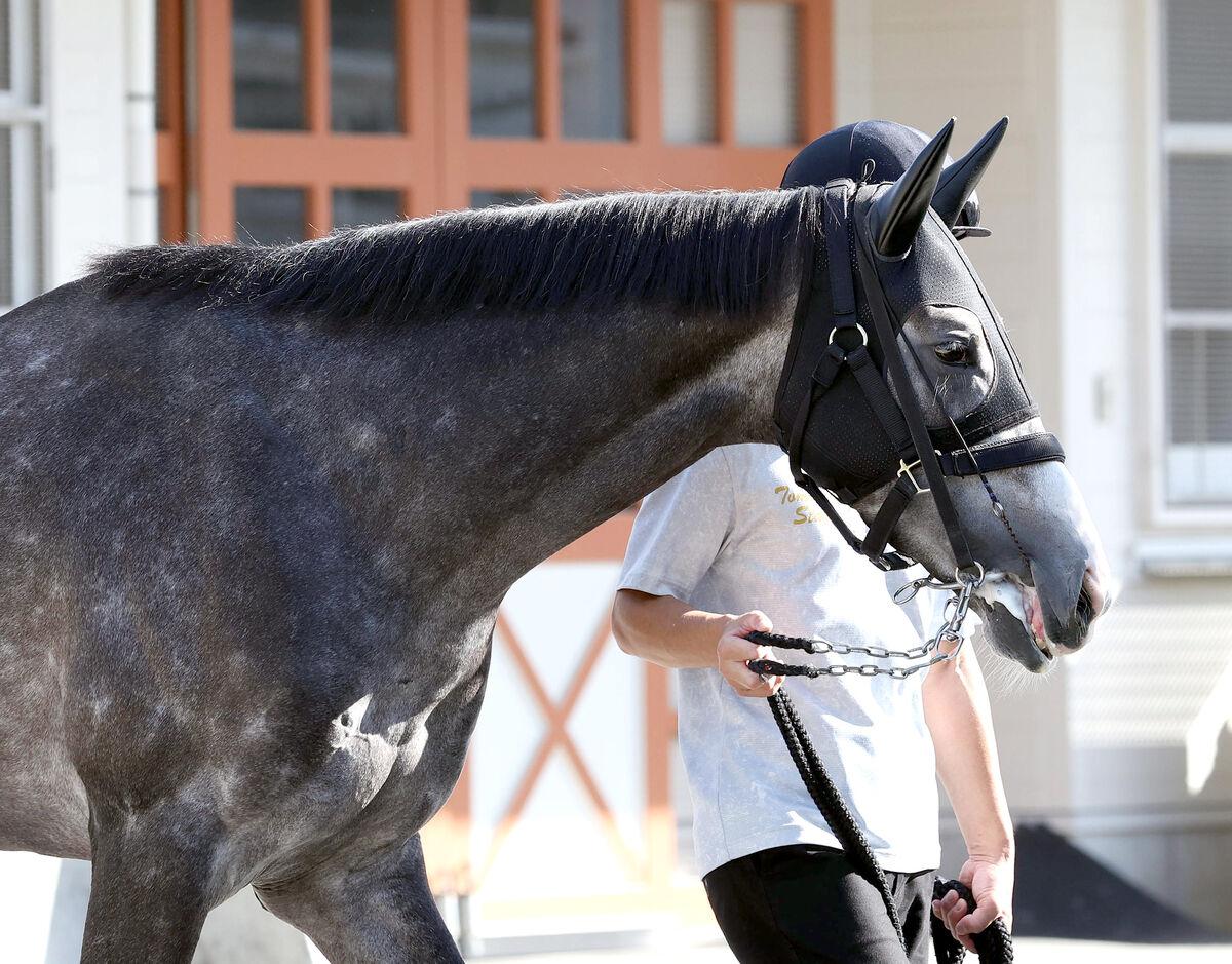 【菊花賞】アドマイヤテラはＣＷコースで軽快　友道調教師「常歩（なみあし）もリズム良く歩いていた」