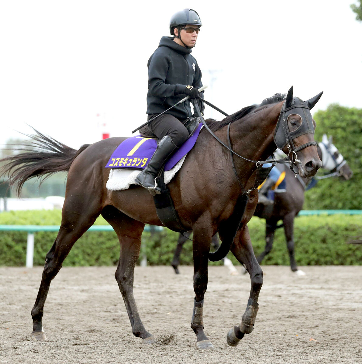 【菊花賞】皐月賞２着馬は落ち着き十分　加藤士調教師「追い切り後もダメージなく順調」