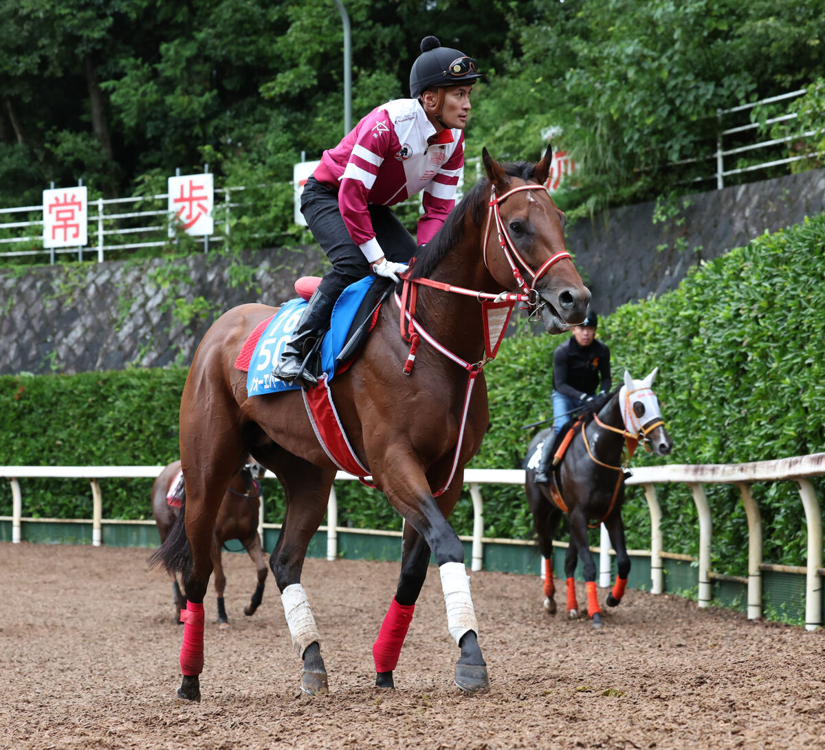 【ＢＣクラシック】フォーエバーヤングとデルマソトガケが豪華併せ馬　国内最終追い切り