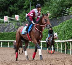 【ＢＣクラシック】フォーエバーヤングとデルマソトガケが豪華併せ馬　国内最終追い切り