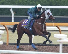 【菊花賞】どっしりと構えるメイショウタバル　石橋調教師「特に戦法の指示はしません」