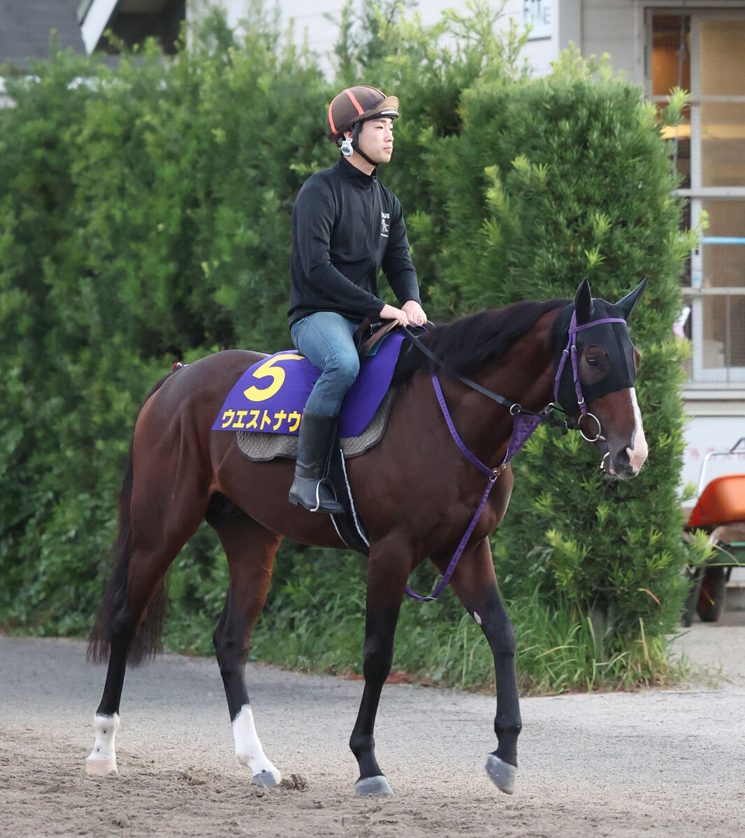 【菊花賞】ポテンシャルを秘めるウエストナウに要注意　陣営「使った上積みを十分に感じます」