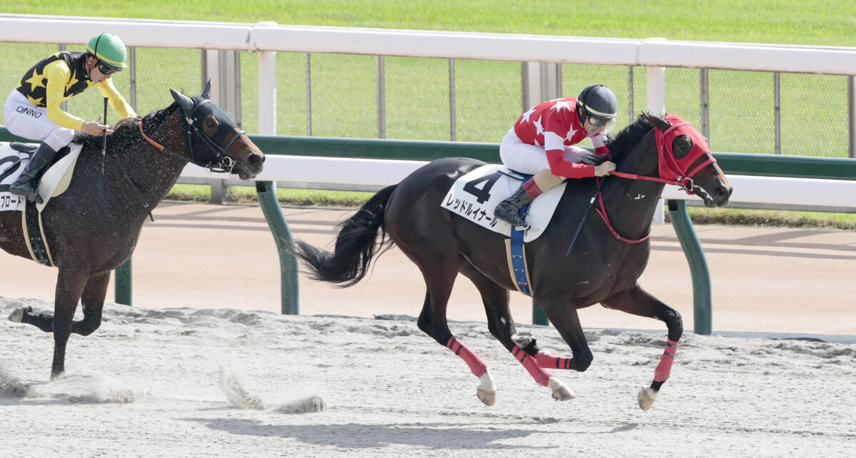 【東京４Ｒ・２歳新馬】１番人気レッドルイナールが直線一気でＶ　ルメール騎手「いいデビュー戦でした」