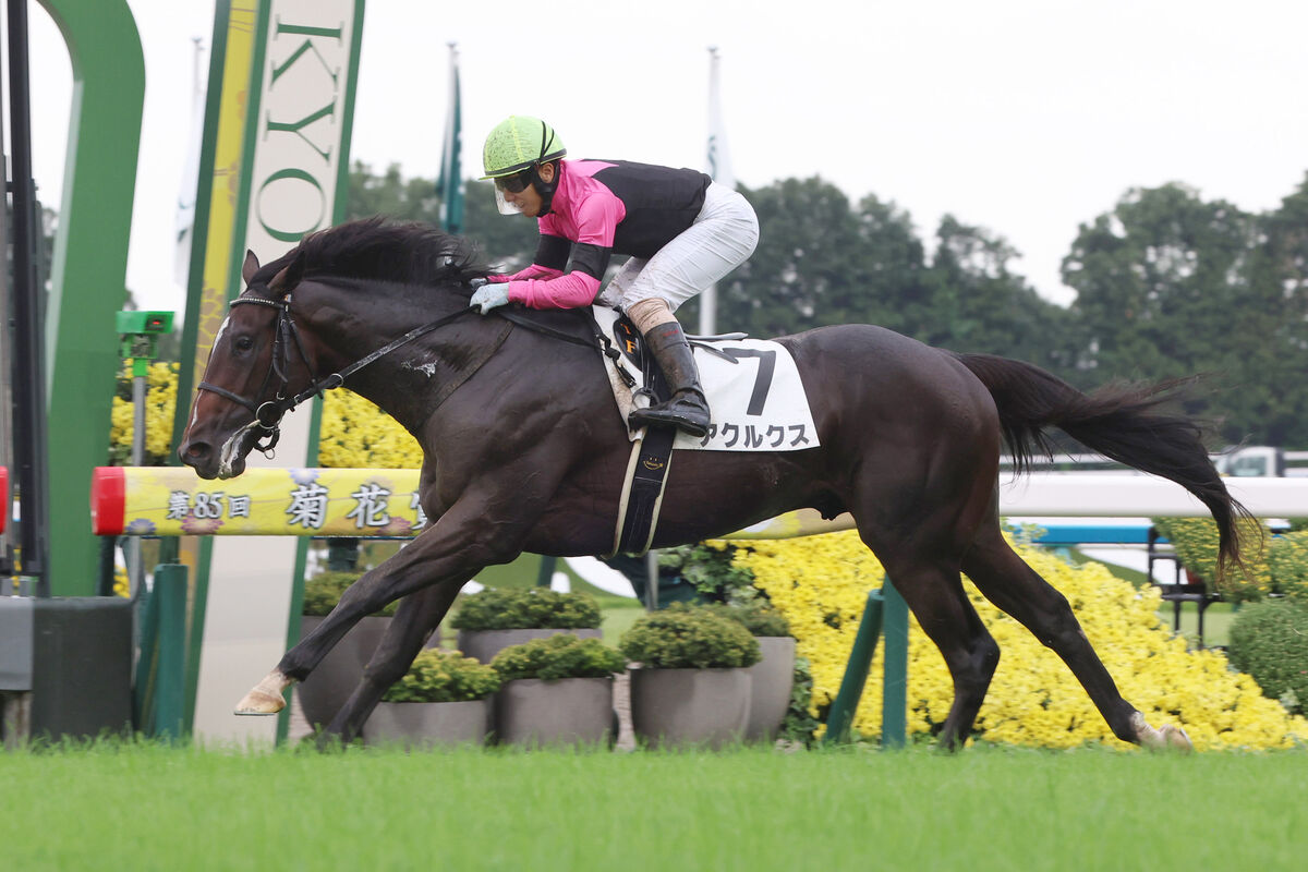 【京都５Ｒ・２歳新馬】ダート戦除外で再投票のアクルクスが芝で差し切り　藤懸貴志騎手「競走馬として言うことない」