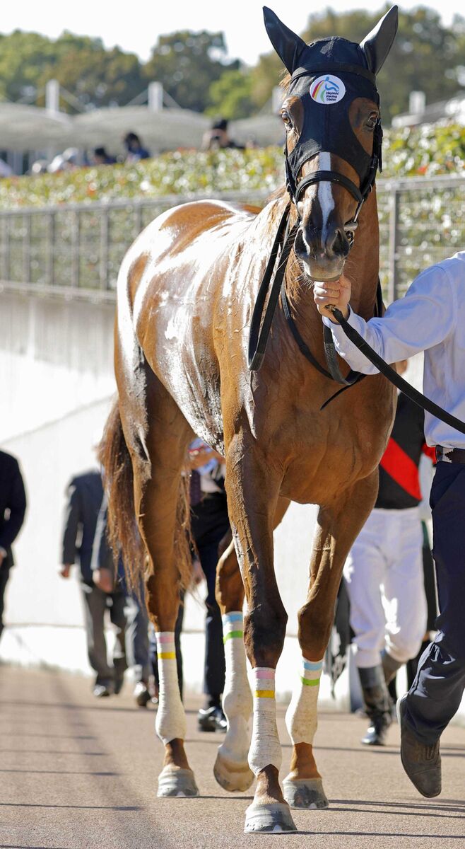 日曜新潟競馬場の注目激走馬…新潟１１Ｒ新潟牝馬ステークス（Ｌ）