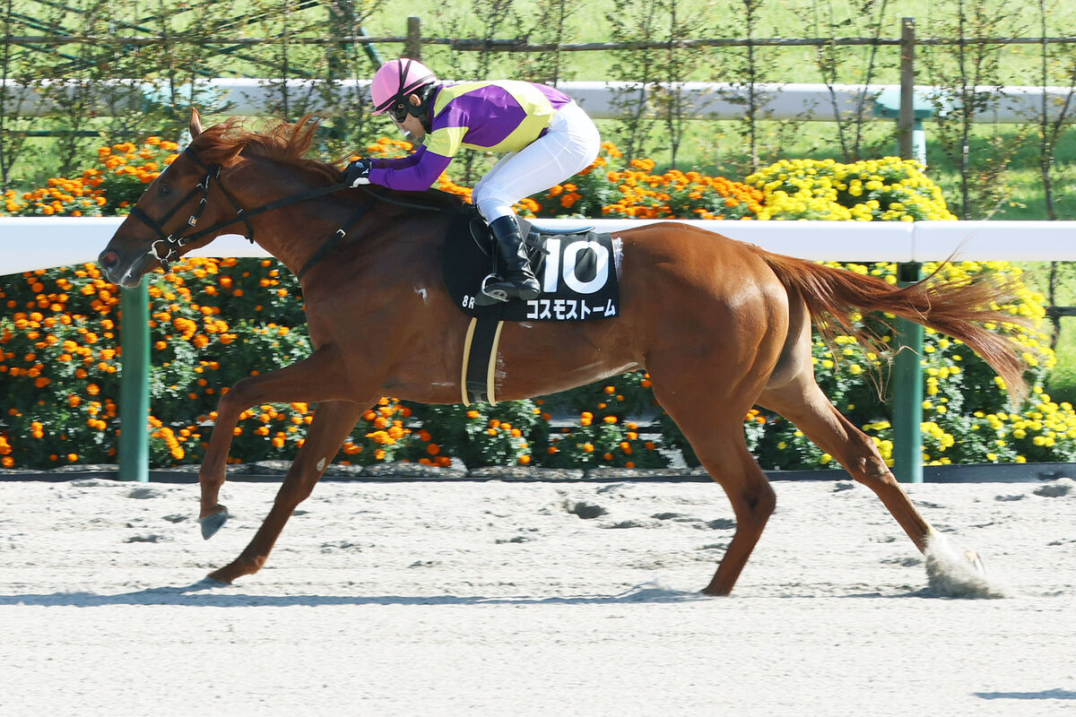 【京都８Ｒ・なでしこ賞】コスモストームが２馬身差の完勝　秋山稔樹騎手「砂をかぶるより外を回ることを優先」