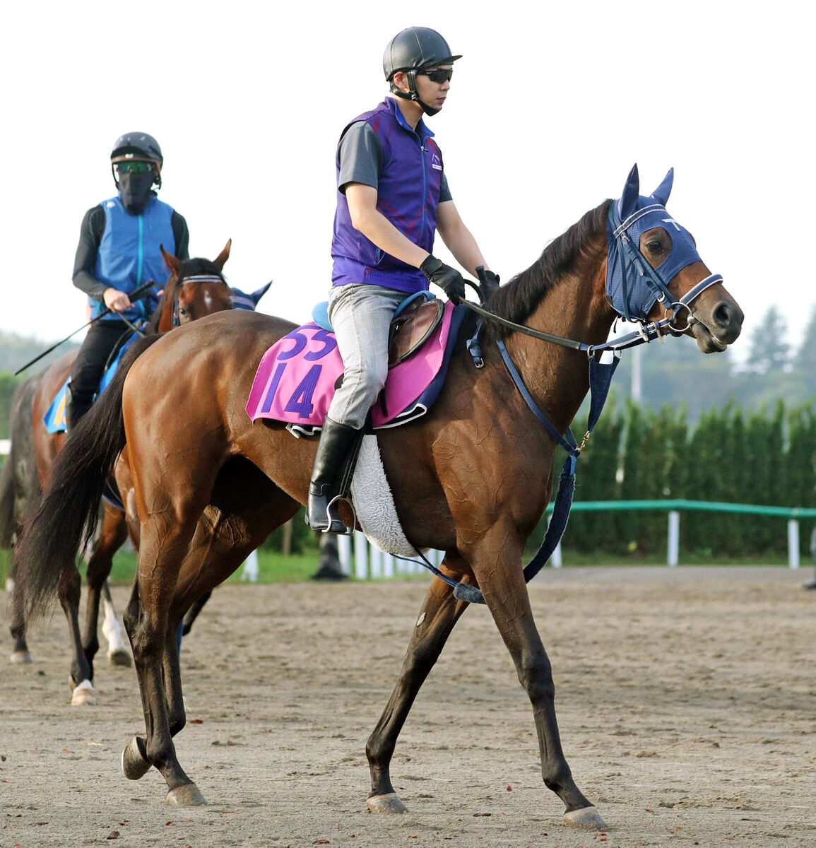 【アルテミスＳ・西山の特注馬】センスがいいブラウンラチェットは重賞でも好勝負