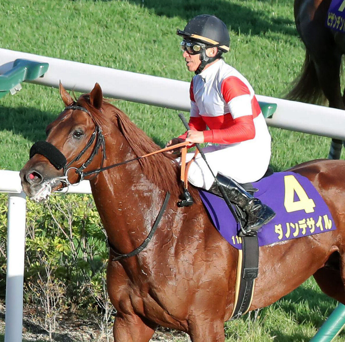 【菊花賞】ダービー馬はラスト脚伸ばすも６着　出入りの激しい競馬に巻き込まれ、横山典弘騎手「かわいそうだった」