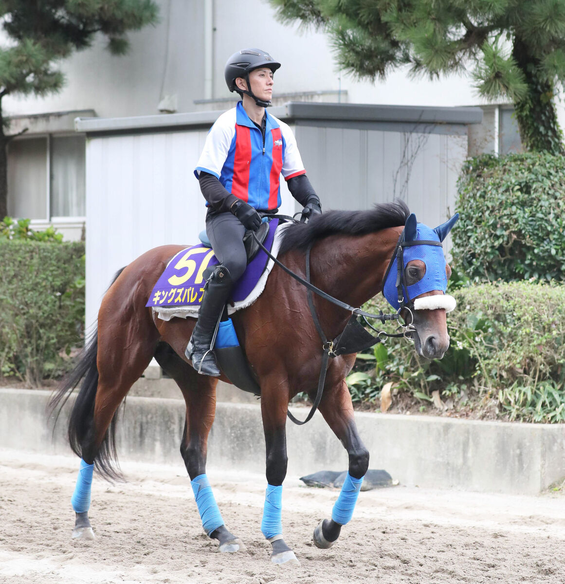 【天皇賞・秋】Ｇ１初挑戦キングズパレス陣営の意気込み　最終追い切りはシュタルケ騎手が騎乗予定