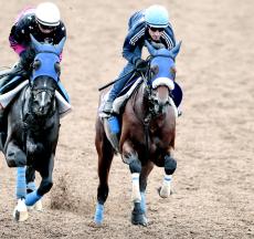 【天皇賞・秋】キングズパレスはシュタルケ騎手と初コンタクト　鞍上は約５年半ぶりの美浦で笑顔