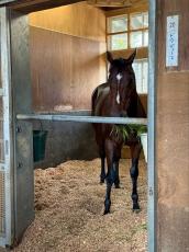 【天皇賞・秋】ドウデュースは帰厩後も元気いっぱい　陣営「ご飯も全部食べて元気すぎるくらい」