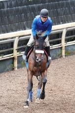 【注目馬動向】桜花賞馬ステレンボッシュが香港カップと香港ヴァーズに予備登録