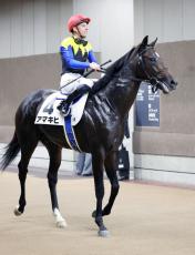 【注目馬動向】新馬戦Ｖの良血馬アマキヒはホープフルＳが目標