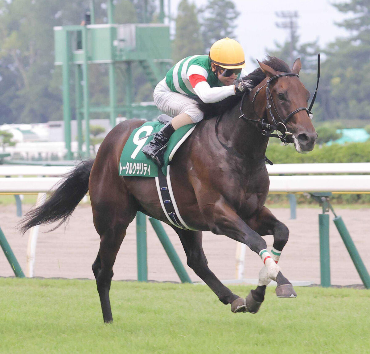 【ＰＯＧ】新潟２歳Ｓ覇者のトータルクラリティ　順調なら朝日杯ＦＳ出走へ