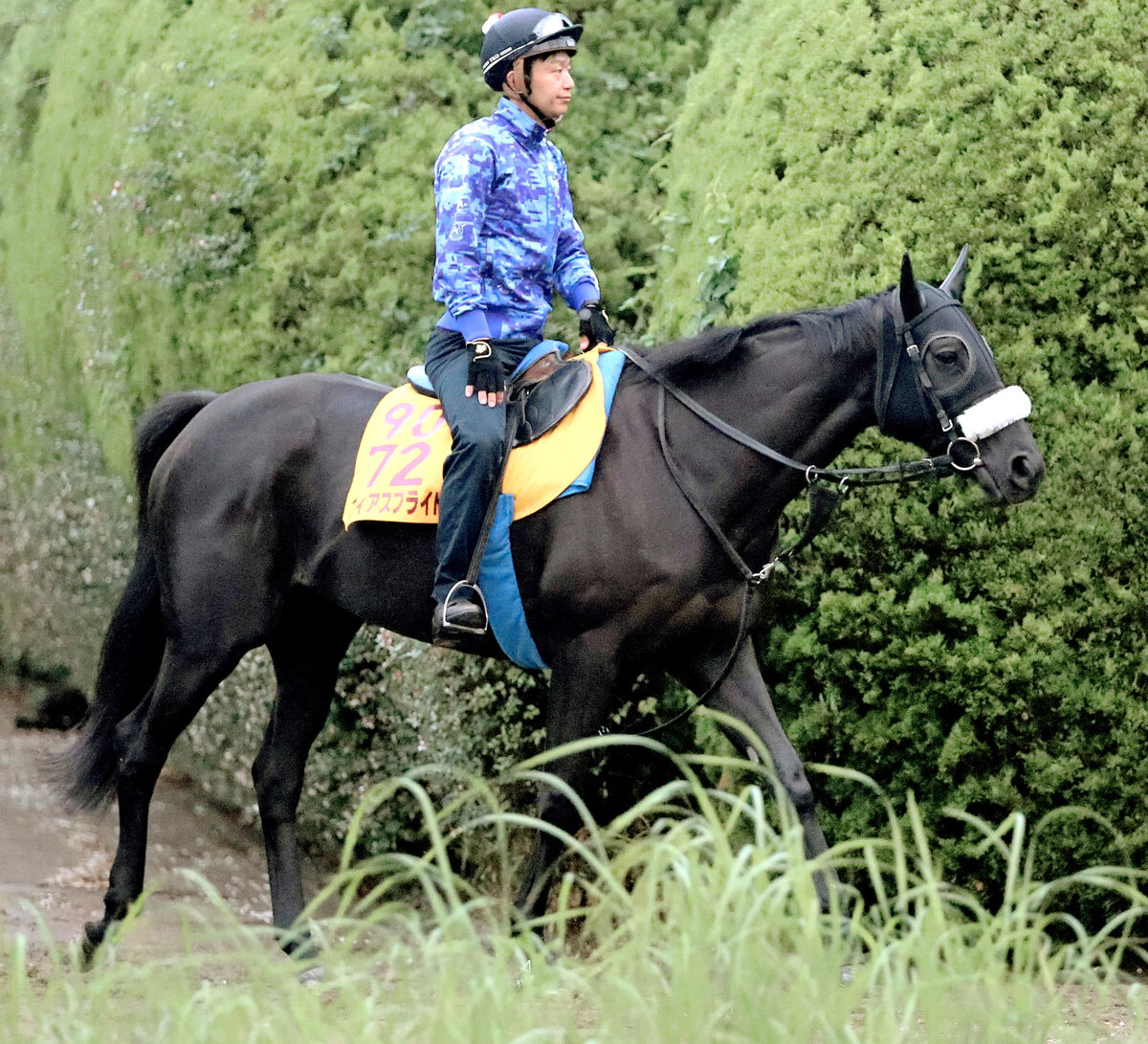 【注目馬動向】府中牝馬Ｓ４着のフィアスプライドはシュタルケ騎手でマイルＣＳ参戦へ