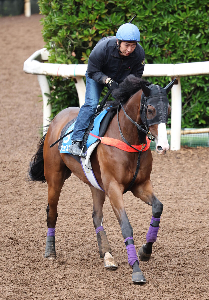 ２３年阪神スプリングＪを制したジェミニキングが引退　京都競馬場で乗馬に