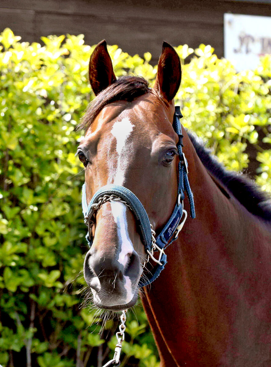 重賞２勝馬ワンダフルタウンがＪＲＡの競走馬登録を抹消　今後は乗馬もけい養先は未定