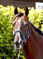 重賞２勝馬ワンダフルタウンがＪＲＡの競走馬登録を抹消　今後は乗馬もけい養先は未定