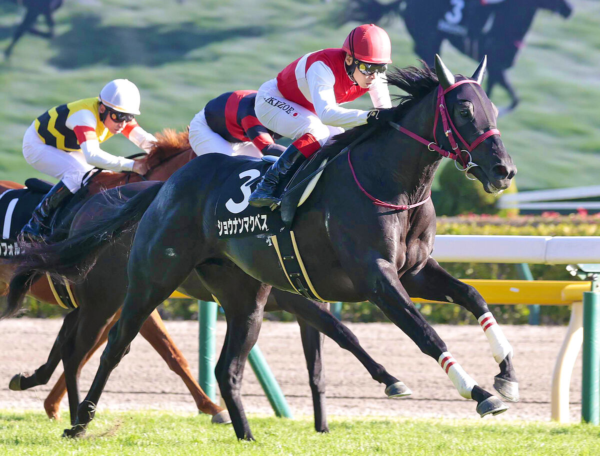 【百日草特別】４番人気のショウナンマクベスが根性で競り勝ち２勝目　次走は暮れの２歳Ｇ１へ