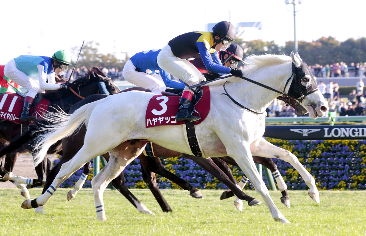 【アルゼンチン共和国杯】白毛の８歳馬ハヤヤッコが歴史的Ｖ　トップハンデで最後方一気「おじいちゃん、頑張った」