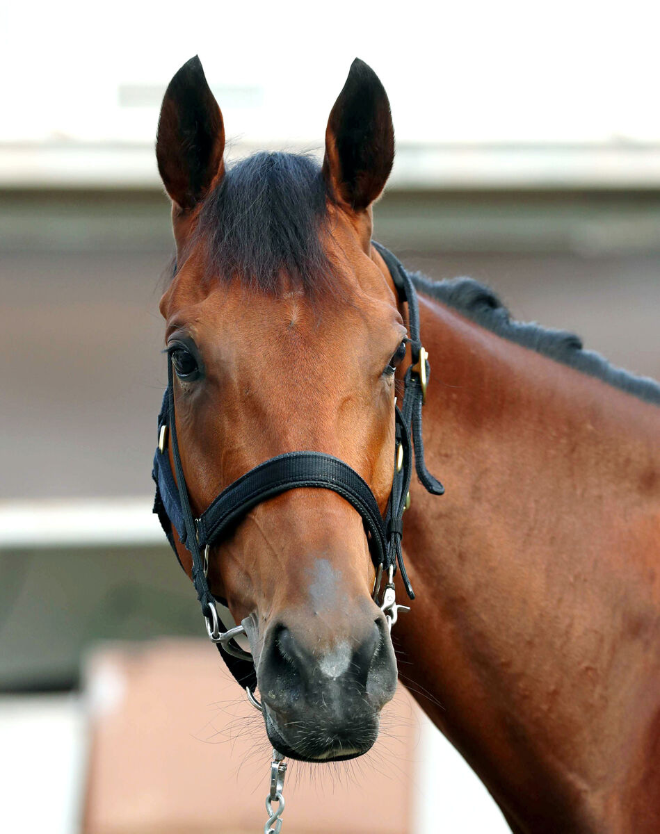 【エリザベス女王杯・坂本の特注馬】牡馬相手の新潟記念Ｖでシンリョクカの勢いは本物