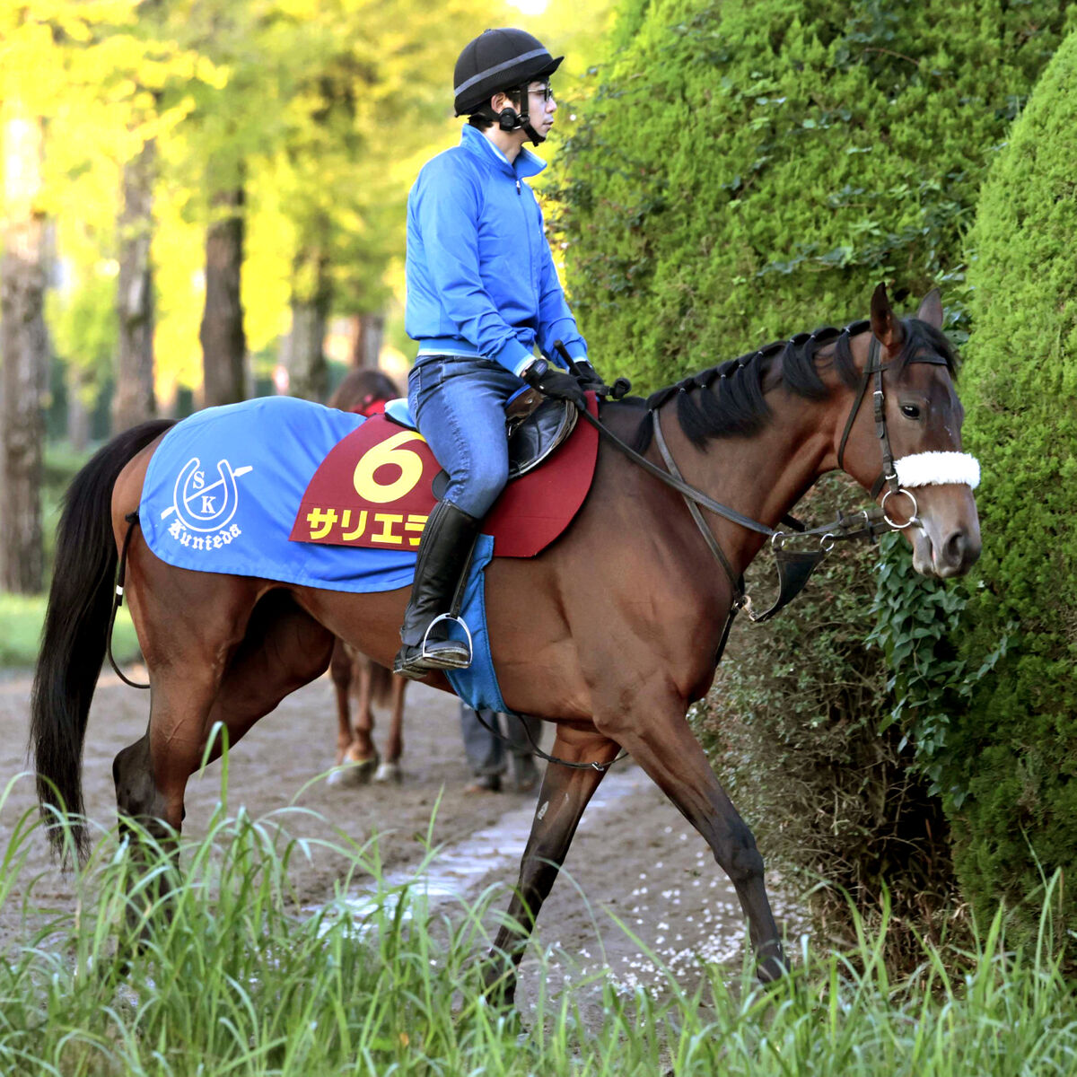 【エリザベス女王杯】白毛８歳ハヤヤッコＶの勢いでＪＲＡ牝馬限定Ｇ１完全制覇へ　国枝調教師「やれていい馬」