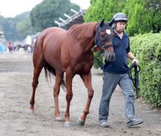 【注目馬動向】ニシノレヴナントは有馬記念を目指す　天皇賞・秋は１０着