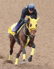 【メルボルンＣ】ワープスピードが２着惜敗　デルタブルース以来、１８年ぶりの日本調教馬の優勝を逃す